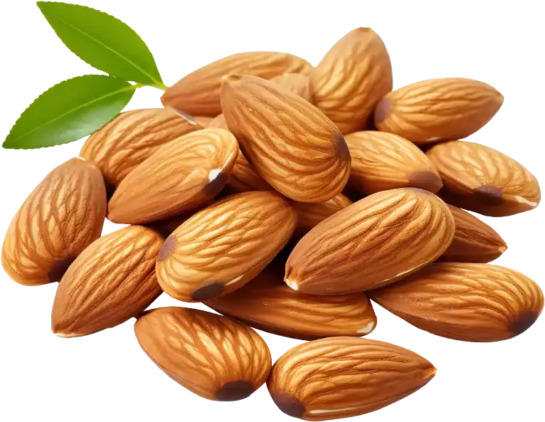 কাঠবাদাম